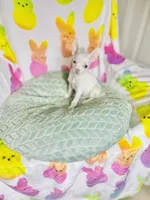 Pixie, a female Chihuahua for sale in Houston, TX – Photo 5 of 5