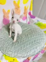 Pixie, a female Chihuahua for sale in Houston, TX – Photo 3 of 5