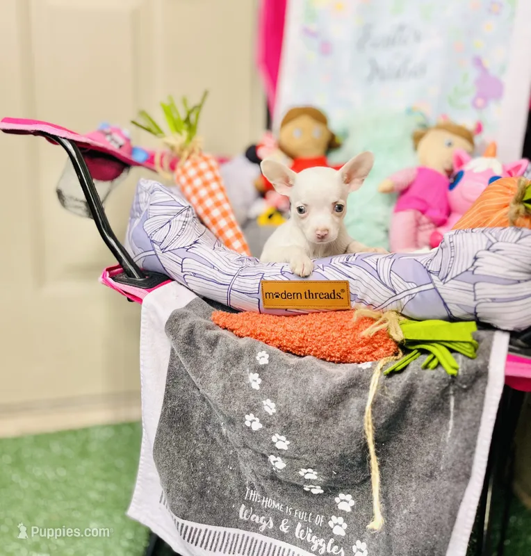 Pixie – Chihuahua puppy for sale in Houston, TX