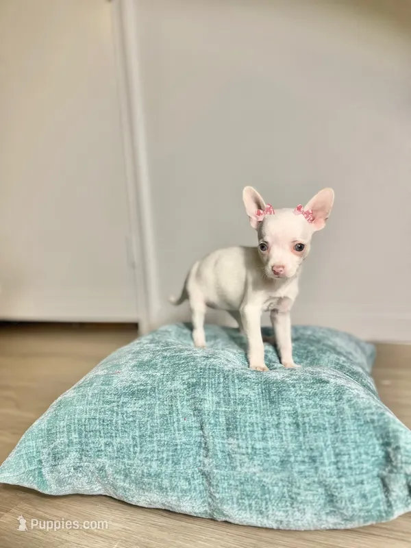 Pixie – Chihuahua puppy for sale in Houston, TX