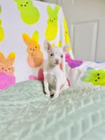 Pixie, a female Chihuahua for sale in Houston, TX – Photo 4 of 5