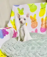 Pixie, a female Chihuahua for sale in Houston, TX – Photo 1 of 5