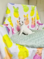 Pixie, a female Chihuahua for sale in Houston, TX – Photo 2 of 5