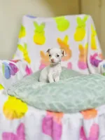 Peaches , a female Chihuahua for sale in Houston, TX – Photo 4 of 5