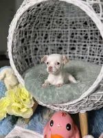 Peaches , a female Chihuahua for sale in Houston, TX – Photo 3 of 5