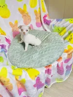 Peaches , a female Chihuahua for sale in Houston, TX – Photo 5 of 5