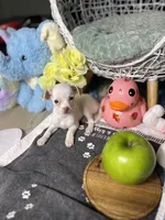 Peaches , a female Chihuahua for sale in Houston, TX – Photo 2 of 5