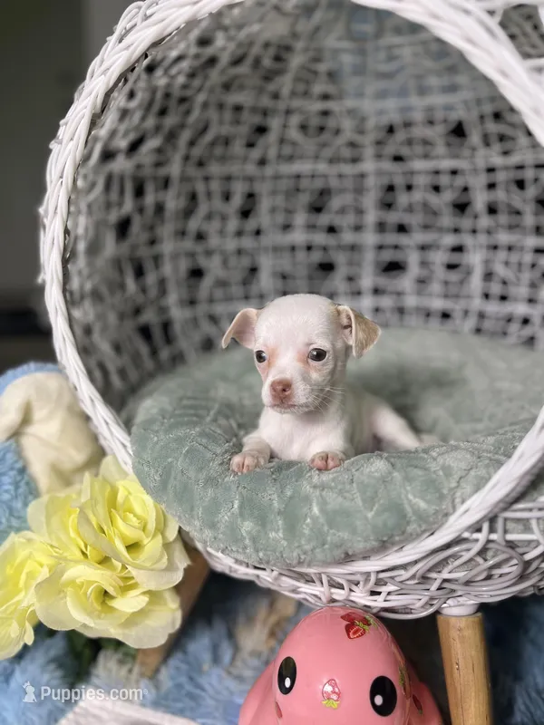 Peaches  – Chihuahua puppy for sale in Houston, TX