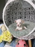 Peaches , a female Chihuahua for sale in Houston, TX – Photo 1 of 5