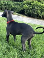 Apollo, a male Italian Greyhound for sale in Hereford, TX – 6 of 10