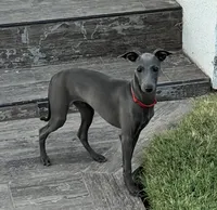 Angelo, a male Italian Greyhound for sale in Hereford, TX – 4 of 5