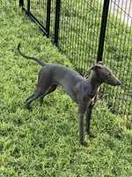 Charlie, a male Italian Greyhound for sale in Hereford, TX – 4 of 10