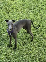 Charlie, a male Italian Greyhound for sale in Hereford, TX – 8 of 10