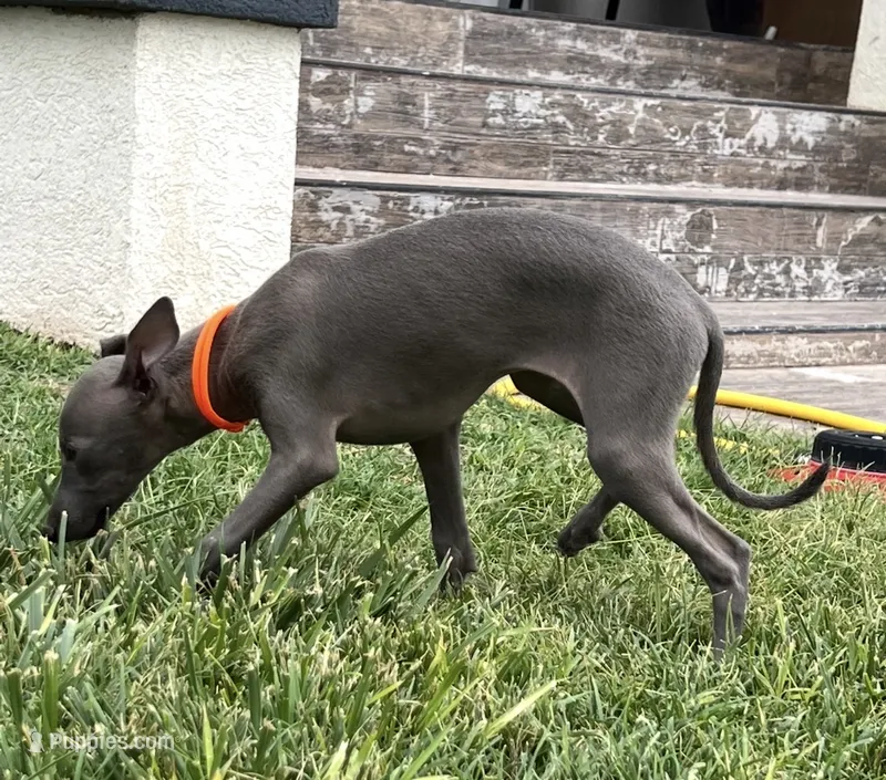 Axel – Italian Greyhound puppy for sale in Hereford, TX