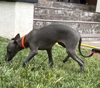 Axel, a male Italian Greyhound for sale in Hereford, TX – 1 of 10