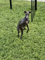 Charlie, a male Italian Greyhound for sale in Hereford, TX – 7 of 10