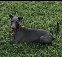 Angelo, a male Italian Greyhound for sale in Hereford, TX – 3 of 5