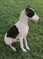 Male 5 Rufus, a male Italian Greyhound for sale in Hereford, TX – 9 of 10