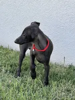 Apollo, a male Italian Greyhound for sale in Hereford, TX – 10 of 10