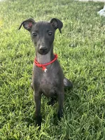 Apollo, a male Italian Greyhound for sale in Hereford, TX – 7 of 10
