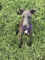 Charlie, a male Italian Greyhound for sale in Hereford, TX – 6 of 10