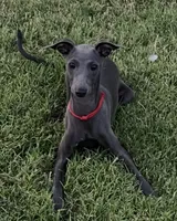 Angelo, a male Italian Greyhound for sale in Hereford, TX – 2 of 5
