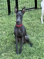 Vicente, a male Italian Greyhound for sale in Hereford, TX – 2 of 10