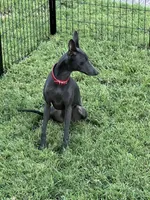 Vicente, a male Italian Greyhound for sale in Hereford, TX – 10 of 10