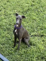 Charlie, a male Italian Greyhound for sale in Hereford, TX – 9 of 10