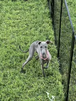 Austin, a male Italian Greyhound for sale in Hereford, TX – 10 of 10