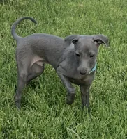 Ace, a male Italian Greyhound for sale in Hereford, TX – 2 of 7