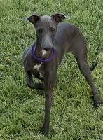 Charlie, a male Italian Greyhound for sale in Hereford, TX – 2 of 10