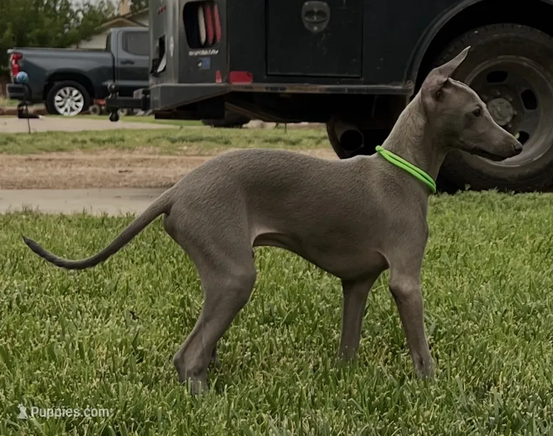 Usher – Italian Greyhound puppy for sale in Hereford, TX