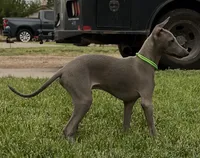 Usher, a male Italian Greyhound for sale in Hereford, TX – 1 of 6