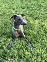 Usher, a male Italian Greyhound for sale in Hereford, TX – 5 of 9