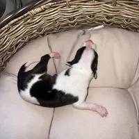 Male 5, a male Italian Greyhound for sale in Hereford, TX – Photo 5 of 7