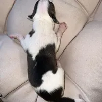 Male 5, a male Italian Greyhound for sale in Hereford, TX – Photo 1 of 7