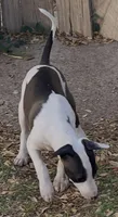 Male 5 Rufus, a male Italian Greyhound for sale in Hereford, TX – 3 of 8