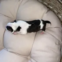 Male 5, a male Italian Greyhound for sale in Hereford, TX – Photo 7 of 7