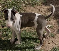 Male 5 Rufus, a male Italian Greyhound for sale in Hereford, TX – 7 of 8
