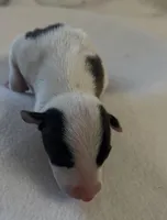 Male 5, a male Italian Greyhound for sale in Hereford, TX – Photo 3 of 5