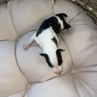 Male 5, a male Italian Greyhound for sale in Hereford, TX – Photo 4 of 7