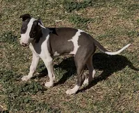 Male 5 Rufus, a male Italian Greyhound for sale in Hereford, TX – 8 of 8