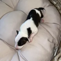 Male 5, a male Italian Greyhound for sale in Hereford, TX – Photo 3 of 7