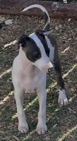 Male 5 Rufus, a male Italian Greyhound for sale in Hereford, TX – 5 of 8