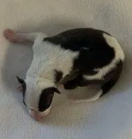 Male 5, a male Italian Greyhound for sale in Hereford, TX – Photo 5 of 5