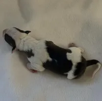 Male 5, a male Italian Greyhound for sale in Hereford, TX – Photo 2 of 5