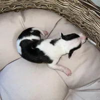 Male 5, a male Italian Greyhound for sale in Hereford, TX – Photo 2 of 7