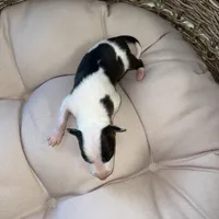 Male 5, a male Italian Greyhound for sale in Hereford, TX – Photo 6 of 7