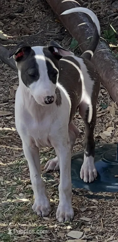 Male 5 – Italian Greyhound puppy for sale in Hereford, TX